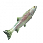 Trout.png